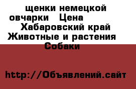 щенки немецкой овчарки › Цена ­ 10 000 - Хабаровский край Животные и растения » Собаки   